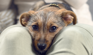 La interrupción del embarazo no deseado en perras